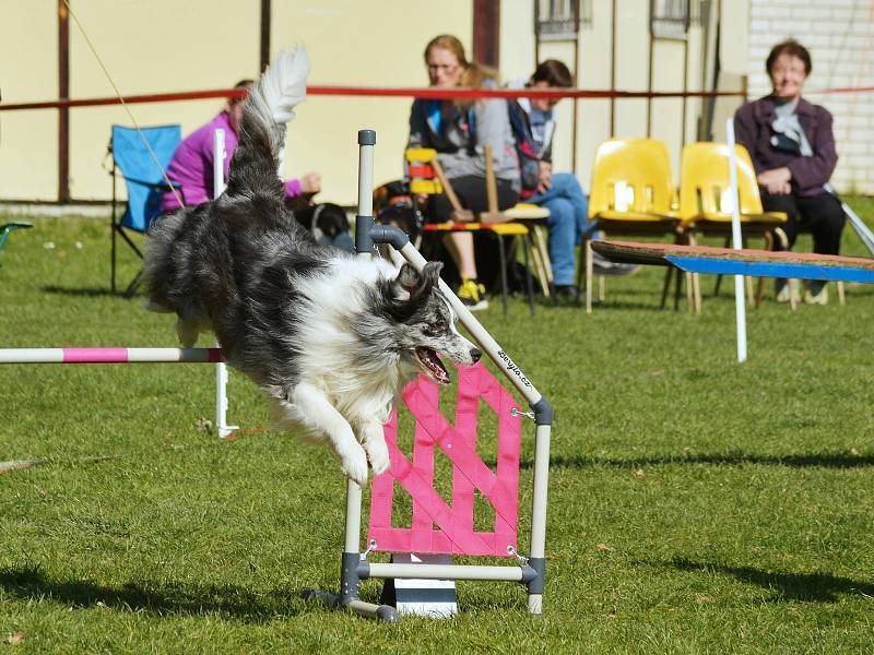 Agility závody 'O kutnohorský groš' na cvičáku v Kutné Hoře.