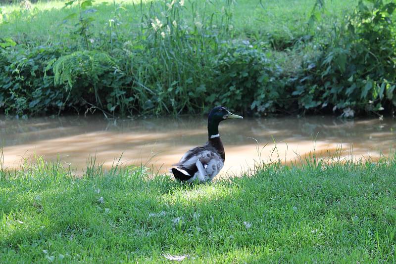 Fotokvíz: Poznáte obec na Kutnohorsku?