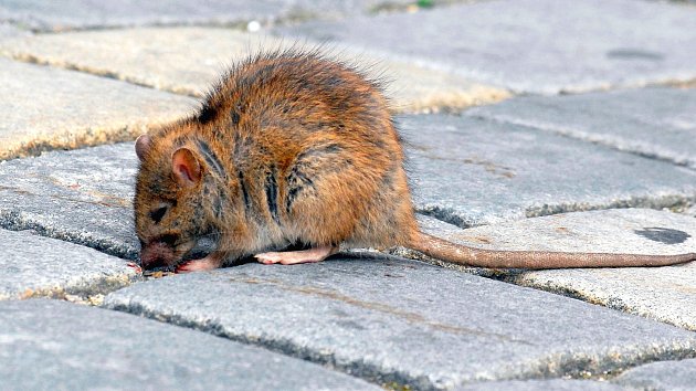 Kutnohorská sídliště se na jaře stala rájem potkanů. Lidé volají po deratizaci