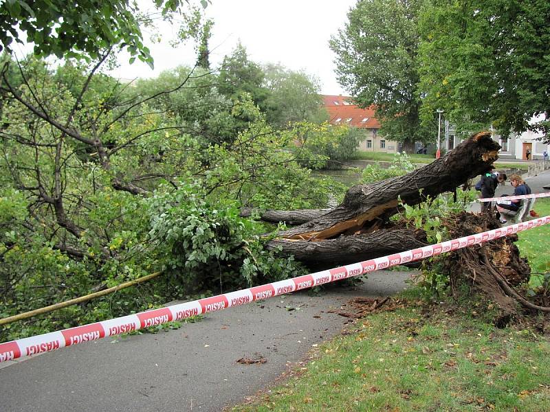 Nemocná lípa spadla přes chodník do rybníčku v ulici U Lorce v Kutné Hoře.