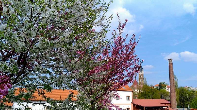 Dvoubarevná sakura kvete v čáslavských Vodrantech.