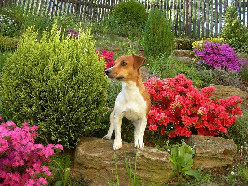 BESINKA je dvouletá fenečka Jack Russela teriéra. Zbožňuje aportování míčků a fresce. Ráda chodí na procházky se svou paničkou Martinou Píchovou.