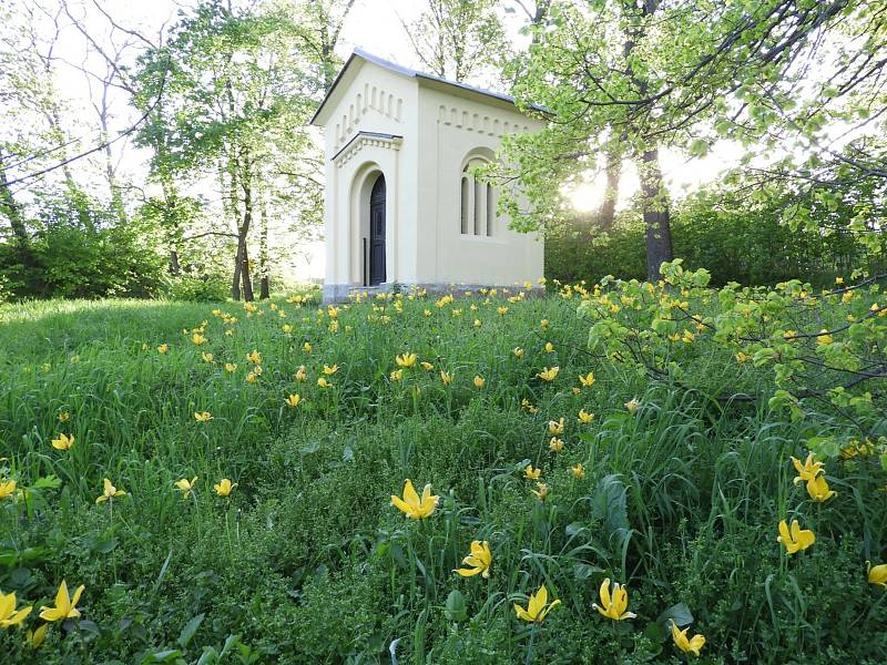 Tulipány plané v Čáslavi.