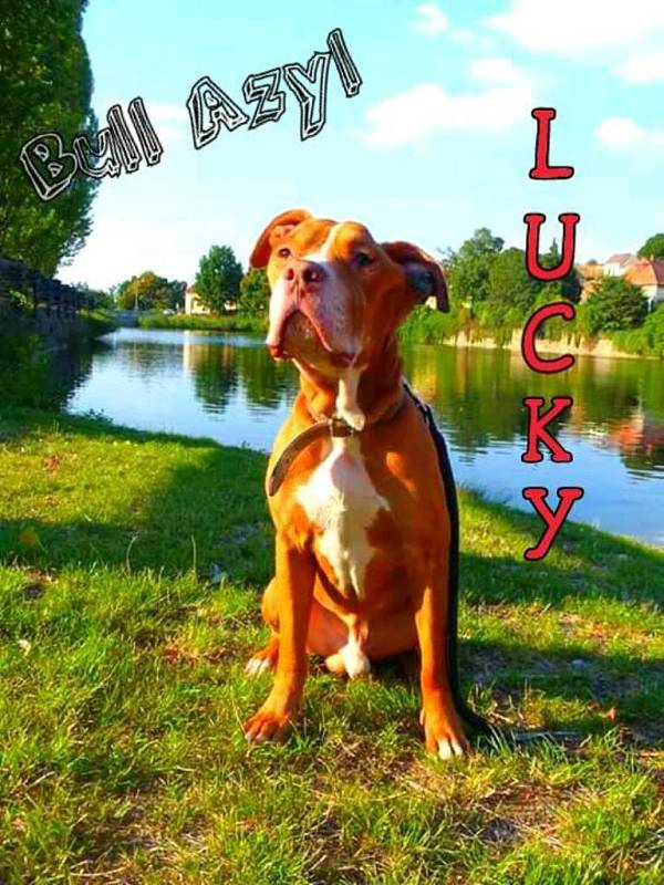 PŘÍBĚH LUCKYHO, amerického pitbullteriéra, není zcela šťastný. Lucky trpí svalovou dystrofií a je to pejsek bez domova, který nyní hledá milující bytost. Čeká na ni v  Bull Azylu Čáslav.Nejraději má procházky u rybníka a jeho velikou slabostí jsou míčky.