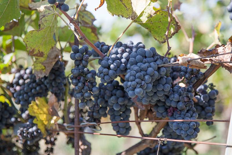 Sklizeň hroznů na vinicích společnosti Vinné sklepy Kutná Hora.