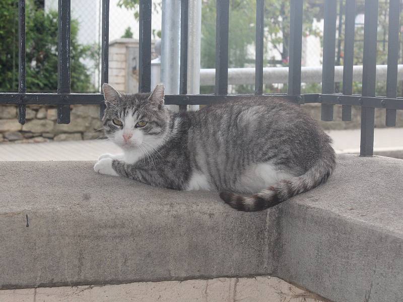 Kocour Ámos, maskot Základní školy Kamenná stezka v Kutné Hoře.