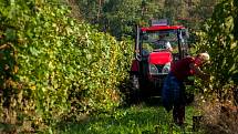 Sklizeň hroznů na vinicích společnosti Vinné sklepy Kutná Hora.