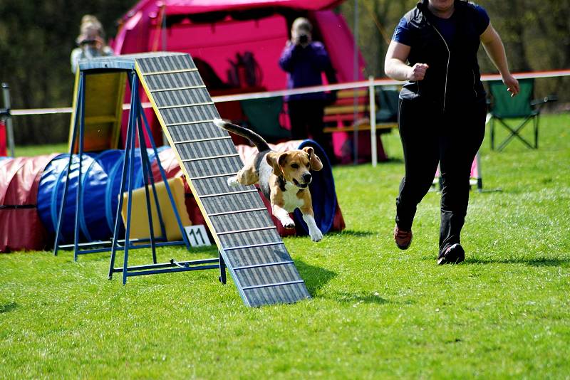 Agility závody 'O kutnohorský groš' na cvičáku v Kutné Hoře.