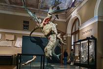 Stehenní kost i model zatím jediného dinosaura nalezeného na českém území a pojmenovaného Burianosaurus augustai najdete v Národním muzeu v Praze.