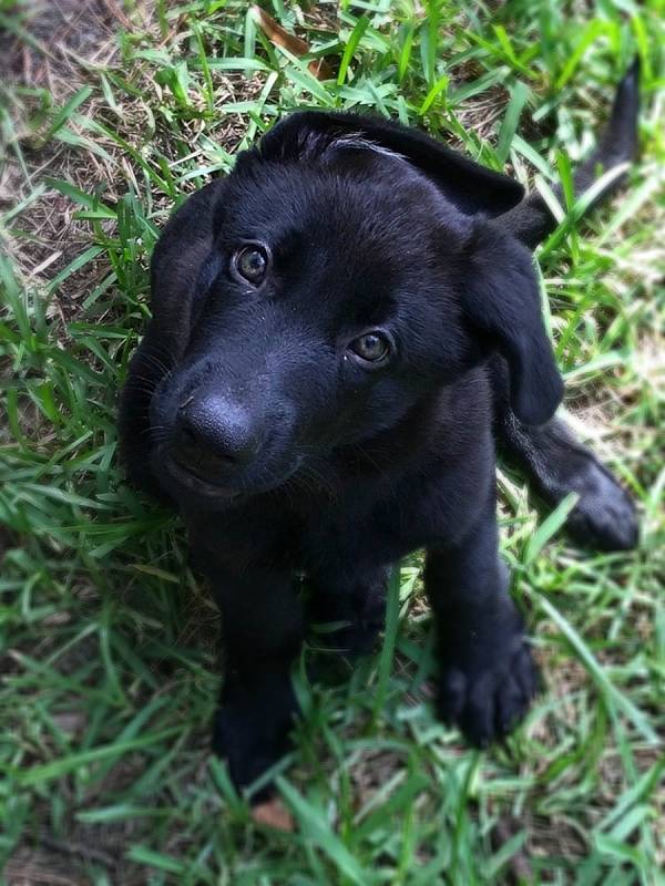 Hořčice of Black Dog Farm alias Pivko