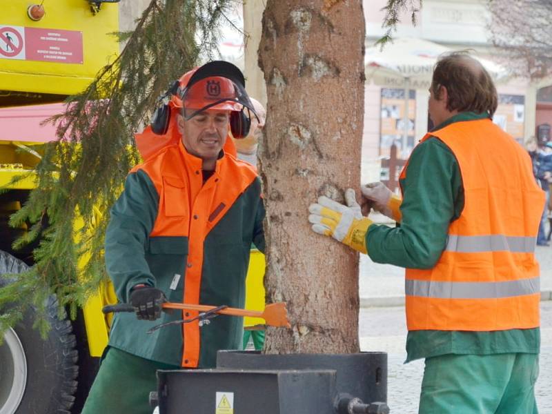 Na Palackého náměstí byl dnes vztyčen vánoční strom