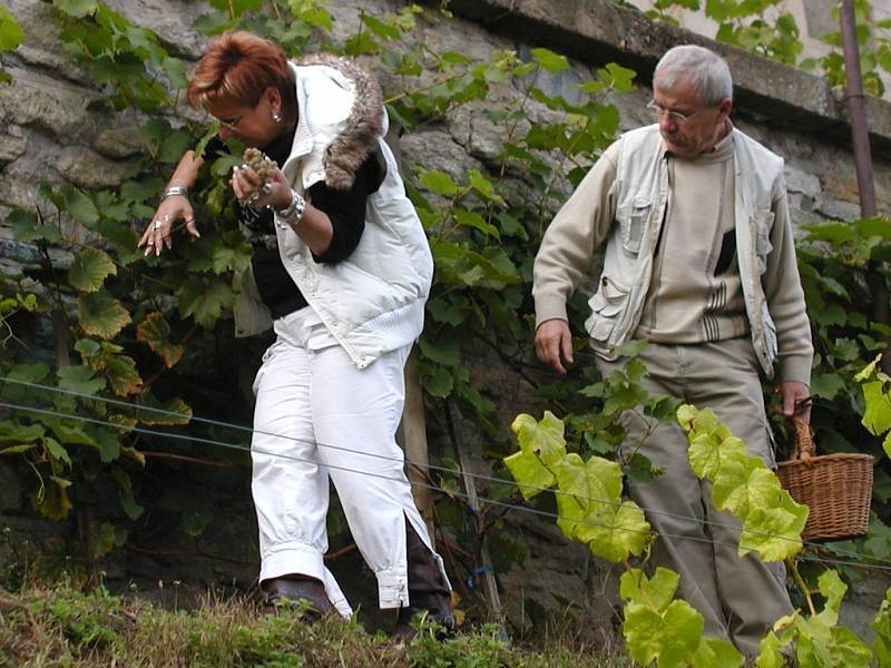 První panenské vinobraní na svahu U Varhanáře.