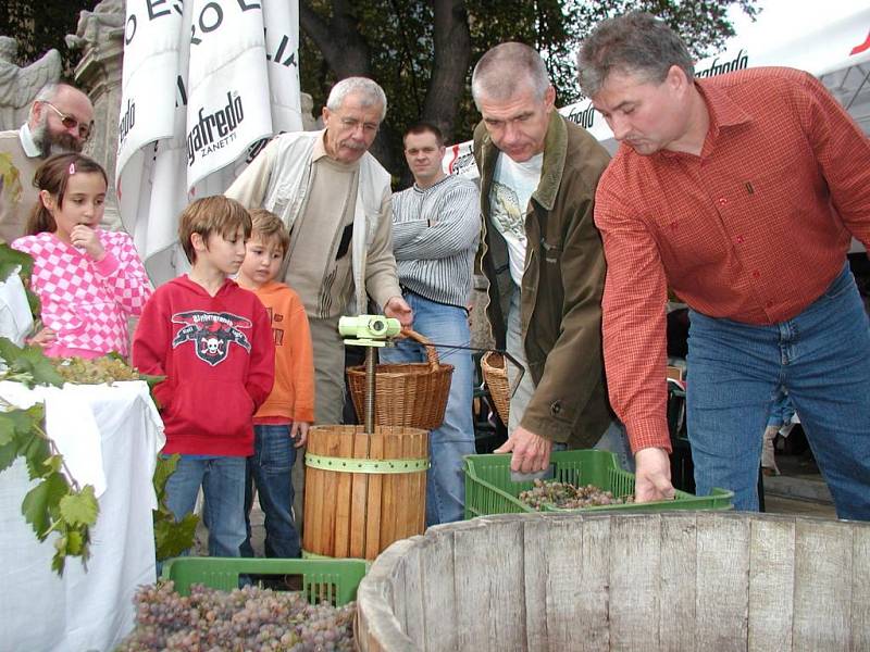 První panenské vinobraní na svahu U Varhanáře.