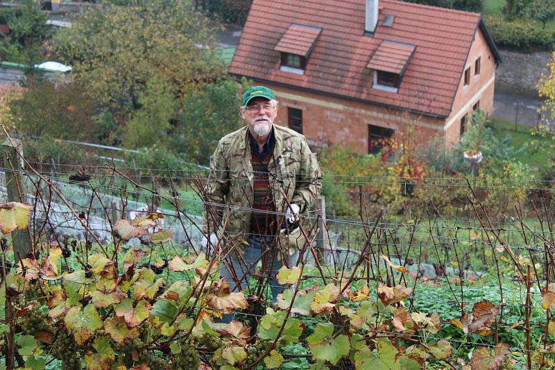 Slavnostní sklizeň vinice Pod Barborou v Kutné Hoře