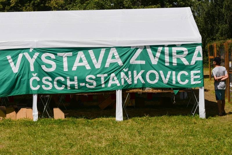 Osmou okresní výstavu králíků, holubů a drůbeže uspořádala o víkendu 4. a 5. července Základní organizace Českého svazu chovatelů ve Staňkovicích, nedaleko Uhlířských Janovic.