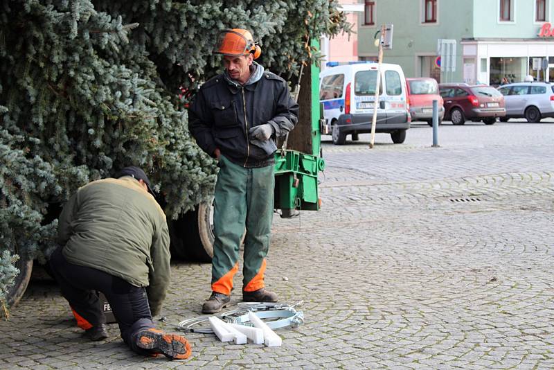 Vánoční strom přivezli na čáslavské náměstí ze Zbraslavic.