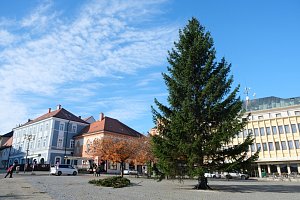 Vánoční strom dorazil na Palackého náměstí v Kutné Hoře 7. listopadu 2023
