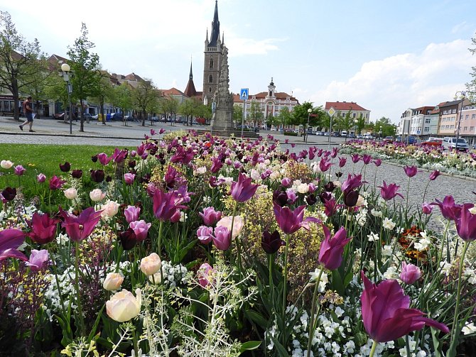 Tulipány v centru Čáslavi.