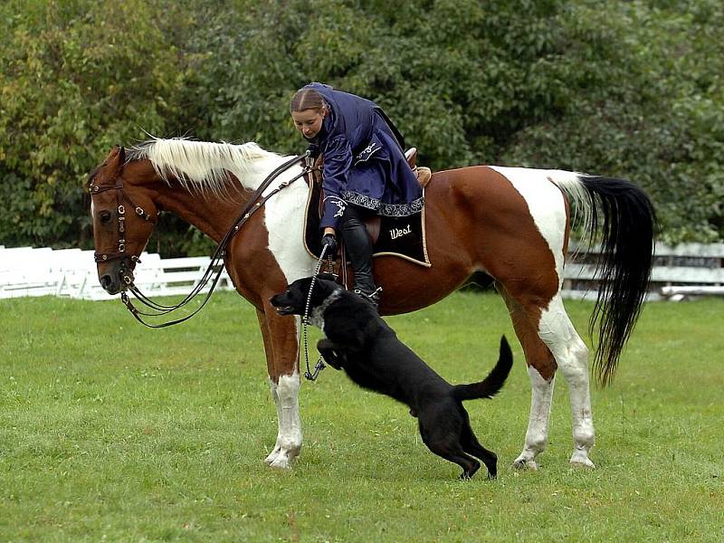 Jezdecké slavnosti na Kačině, 3. října 2010