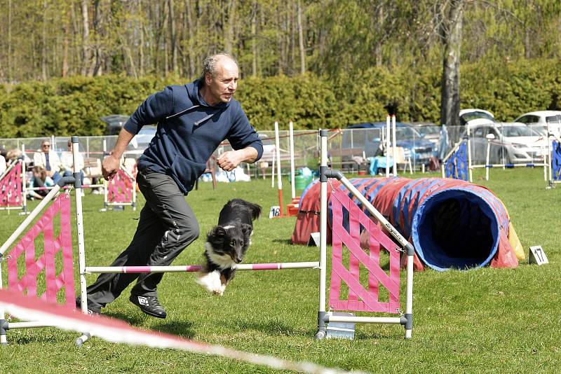 Agility závody 'O kutnohorský groš' na cvičáku v Kutné Hoře.