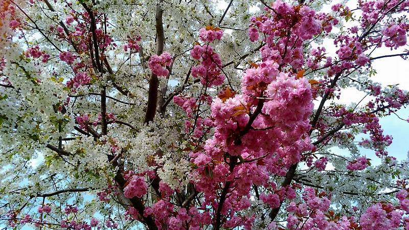 Dvoubarevná sakura kvete v čáslavských Vodrantech.