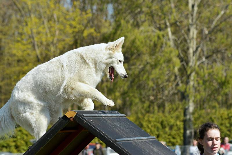 Agility závody. Archivní foto.