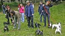 Setkání francouzských buldočků v Samopších.