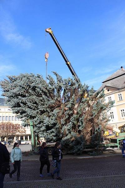 Vánoční strom přivezli na Palackého náměstí v Kutné Hoře ve čtvrtek 23. listopadu.