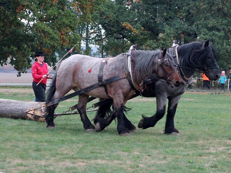 Jezdecké slavnosti na Kačině 2015