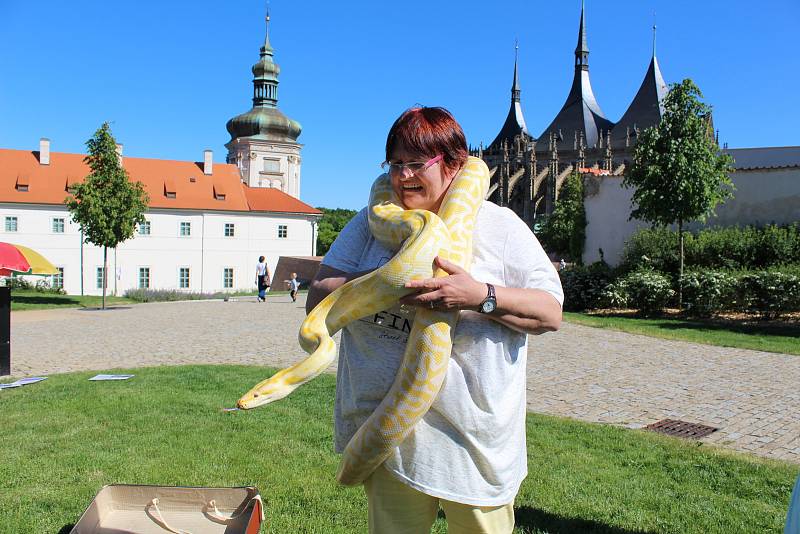 Sousedský jarmark  v Kutné Hoře