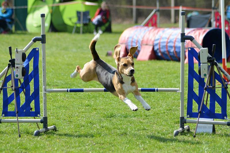 Agility závody 'O kutnohorský groš' na cvičáku v Kutné Hoře.