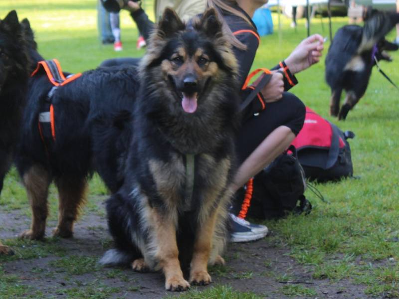 Dogtrekkingový závod Okolo Kutné Hory, 5.ročník