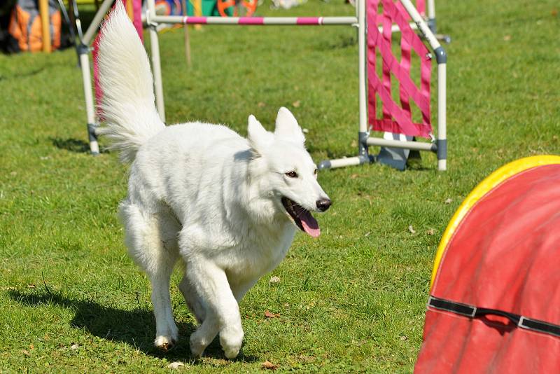 Agility závody 'O kutnohorský groš' na cvičáku v Kutné Hoře.