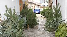 Prodej vánočních stromů na Kutnohorsku 2017.