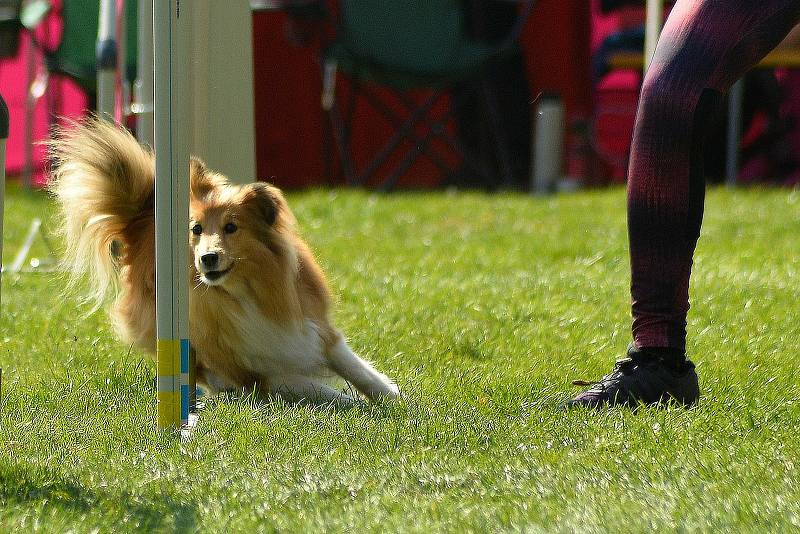 Agility závody. Archivní foto.