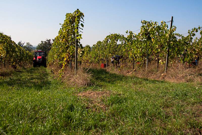 Sklizeň hroznů na vinicích společnosti Vinné sklepy Kutná Hora.