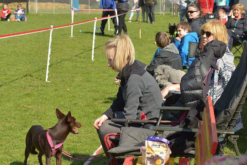 Agility závody 'O kutnohorský groš' na cvičáku v Kutné Hoře.