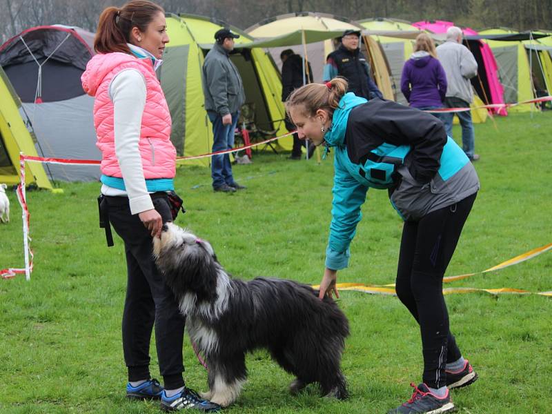 Agility závody O Kutnohorský groš