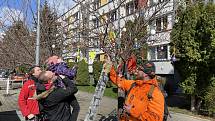 Zdobení velikonočních stromů na Květnou neděli ve Vnitřním Městě, Malíně, Šipší a lokalitě Hlouška.