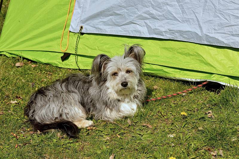 Agility závody 'O kutnohorský groš' na cvičáku v Kutné Hoře.