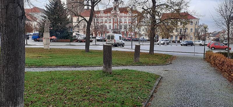 Pokácené lípy na čáslavském Žižkově náměstí.