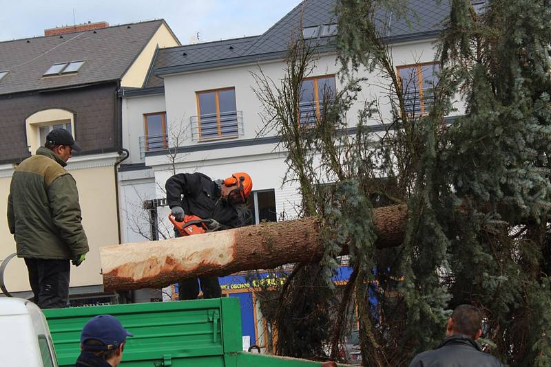 Vánoční strom přivezli na čáslavské náměstí ze Zbraslavic.