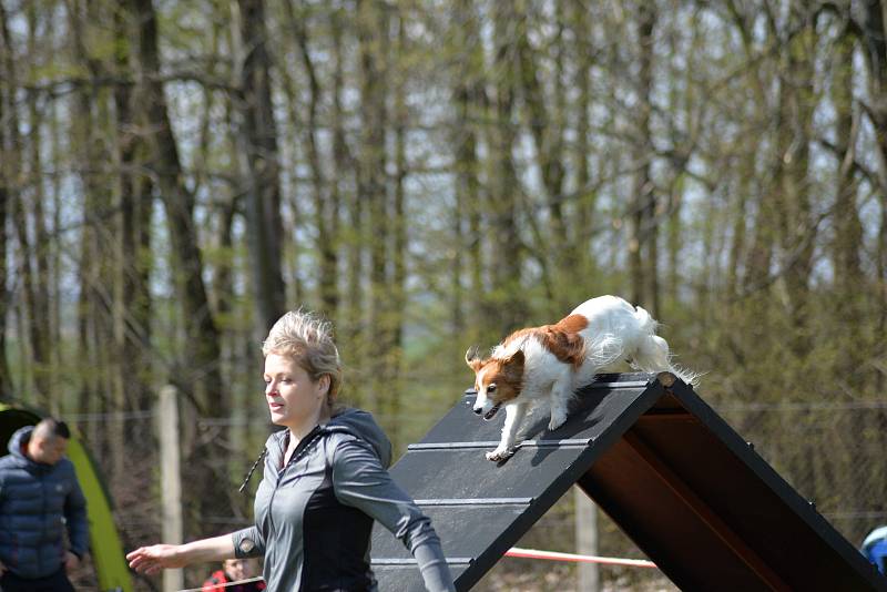 Agility závody 'O kutnohorský groš' na cvičáku v Kutné Hoře.