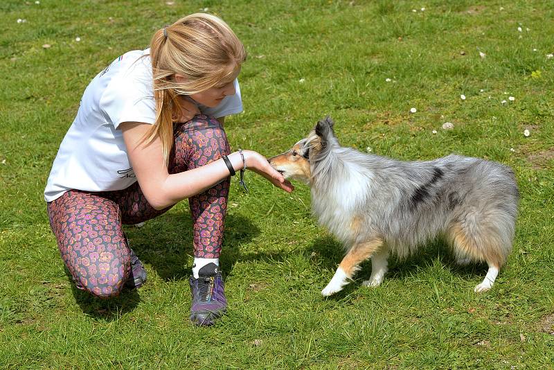 Agility závody 'O kutnohorský groš' na cvičáku v Kutné Hoře.