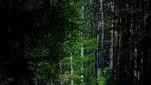 Ranní probouzení přírody v lese kousek nad Svobodnou Vsi objektivem Soni Schwarzové.