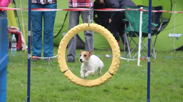 Agility závody O Kutnohorský groš