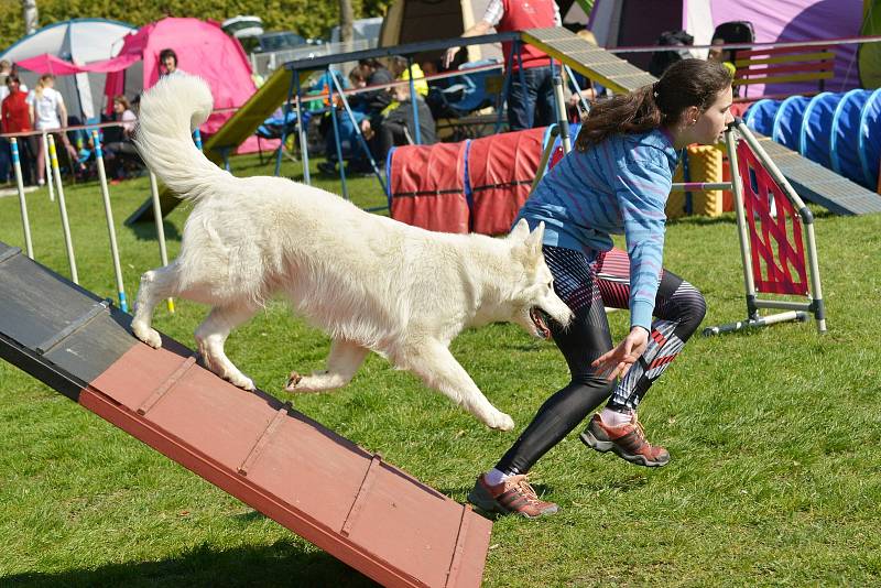 Agility závody 'O kutnohorský groš' na cvičáku v Kutné Hoře.