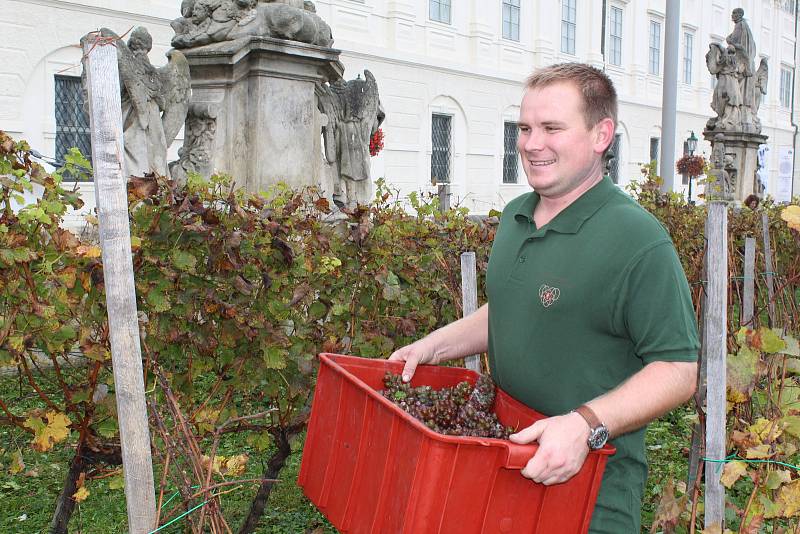 Slavnostní sklizeň vinice Pod Barborou v Kutné Hoře