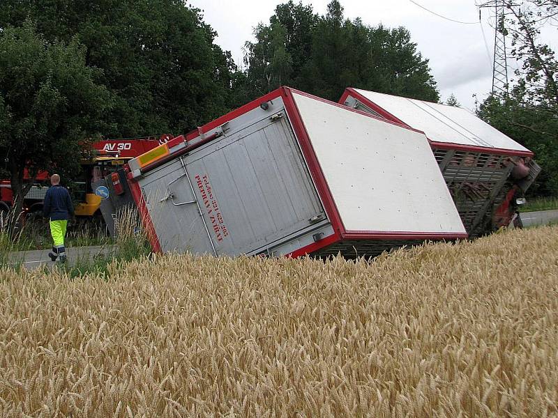 Havárie kamionu s nákladem prasat u Nechyby.