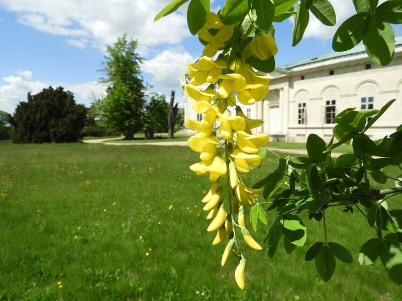 Rozkvetlá je i zahrada kačinského zámku.